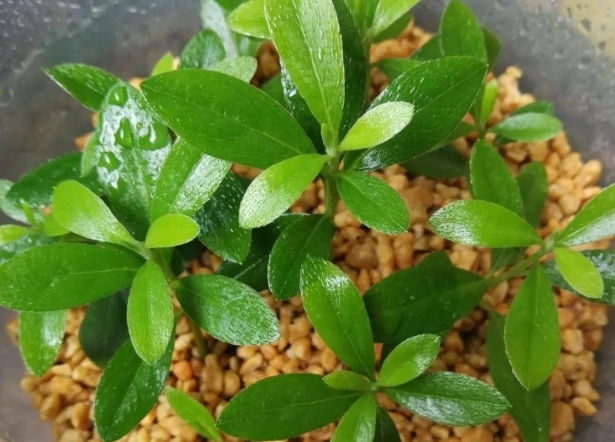 蘭花栽培介質 蘭花栽培介質