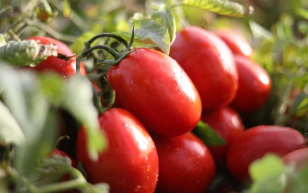 番茄種子種植方法