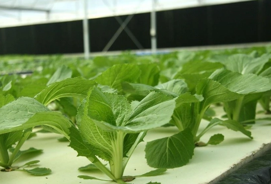 蔬菜種植土壤深度 蔬菜種植土壤深度