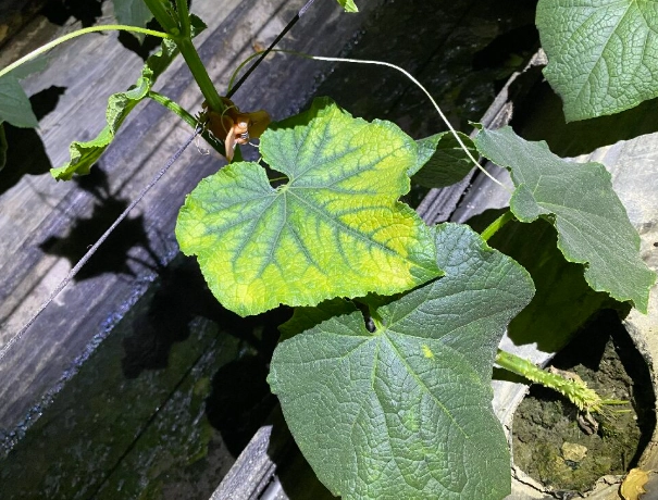 黃瓜葉片白斑病 黃瓜葉片白斑病