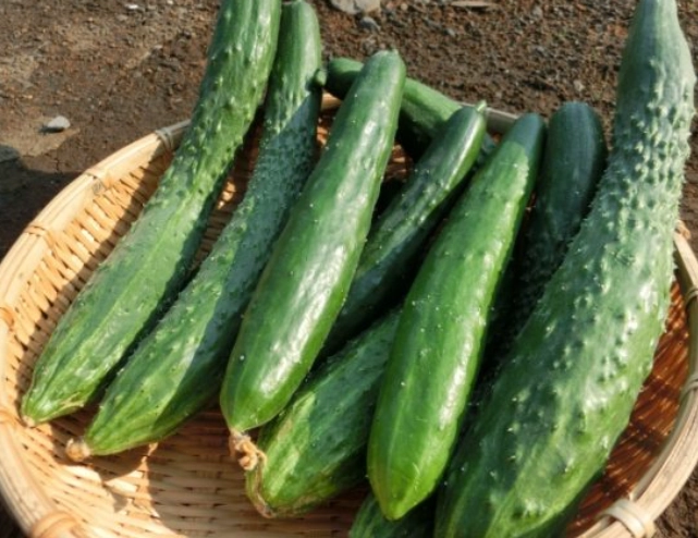 大胡瓜種植季節 大胡瓜種植季節