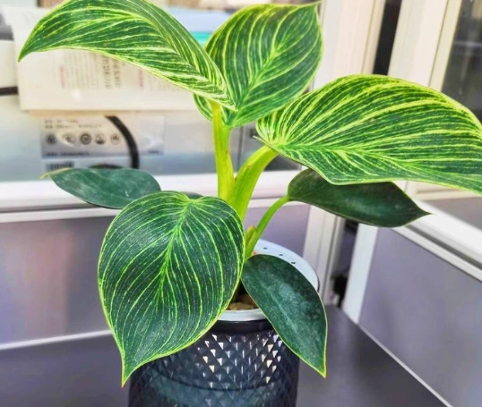 植物葉子變黑原因 植物葉子變黑原因