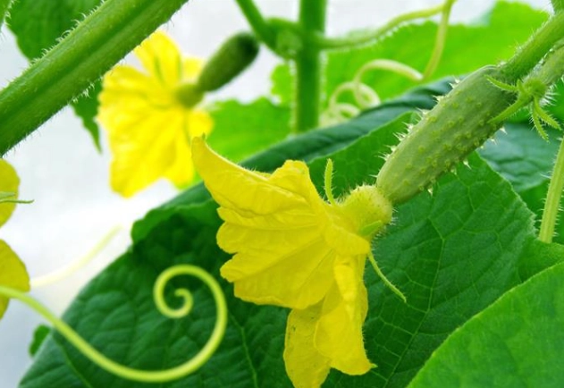 黃瓜葉片白斑病 黃瓜葉片白斑病