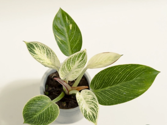 室內植物開花方法 室內植物開花方法