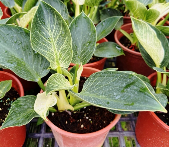 鉑金蔓綠絨養護