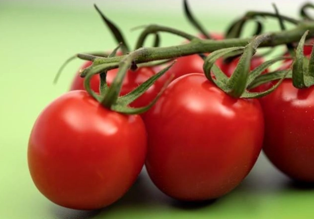 番茄生命周期 番茄生命周期