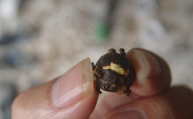 植物生根方法 植物生根方法