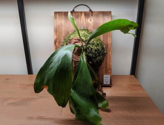 上板栽培技巧 上板栽培技巧