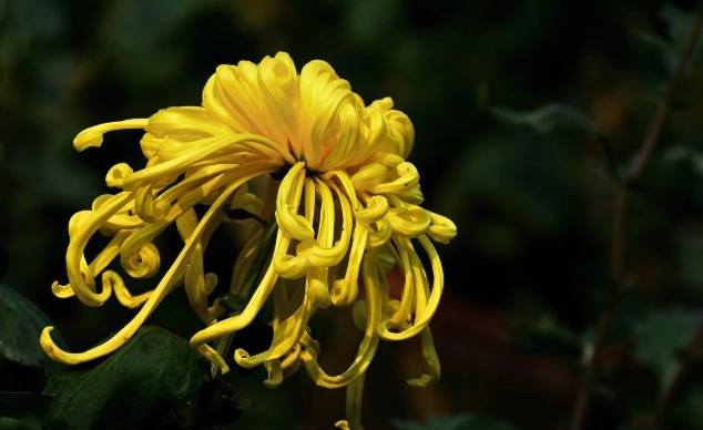 菊花開花季節 菊花開花季節