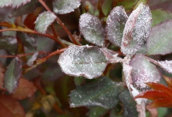 白粉病症狀 白粉病症狀