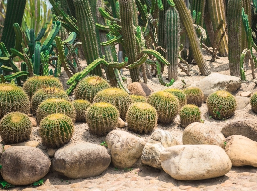 仙人掌養護技巧