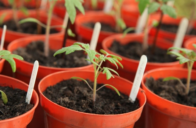 番茄育苗技巧