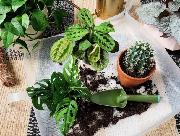 植物換盆後照顧 植物換盆後照顧