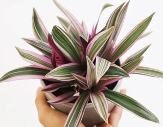 紫背萬年青使用方法 紫背萬年青使用方法