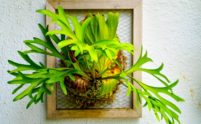 鹿角蕨介質選擇 鹿角蕨介質選擇