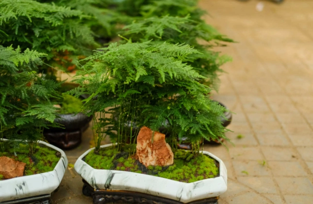 赤玉土文竹种植 赤玉土文竹种植