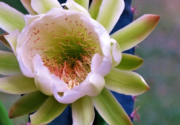 仙人掌養護 仙人掌養護