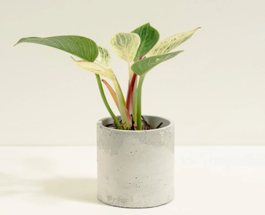 室內植物修剪技巧