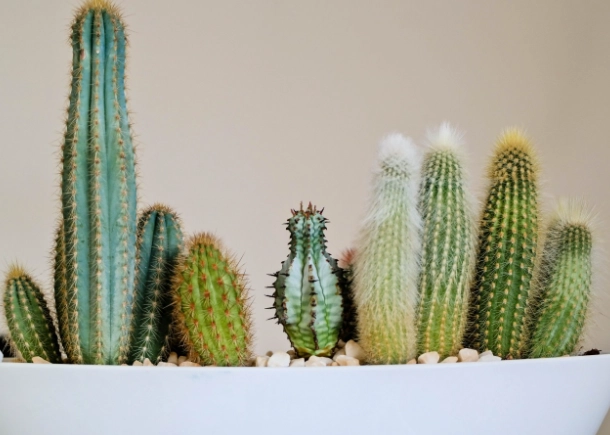 仙人掌軟化處理