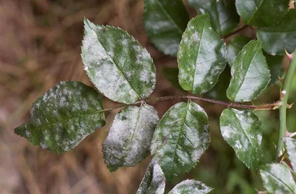 白粉病症狀 白粉病症狀