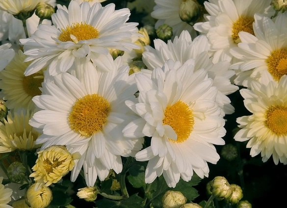 白菊中藥應用 白菊中藥應用