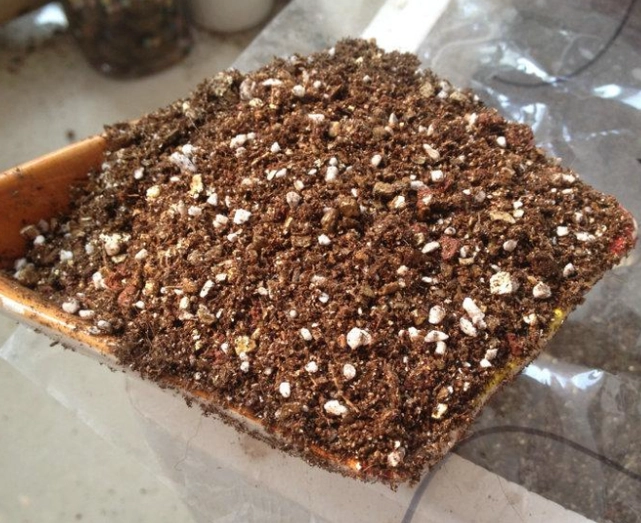 腐植土與泥炭土差異