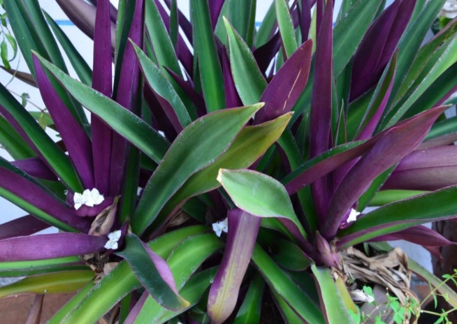 紫背萬年青使用方法 紫背萬年青使用方法