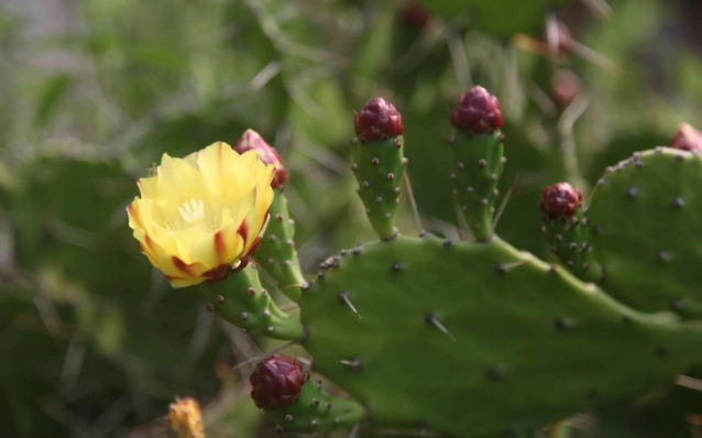 多肉植物種植須知