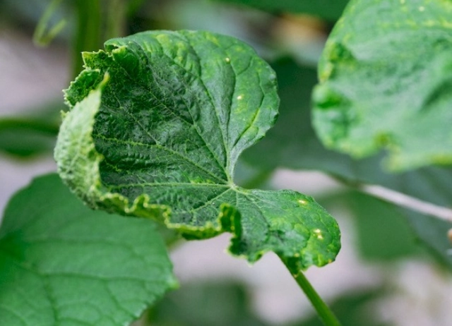 黃瓜葉片白斑病 黃瓜葉片白斑病