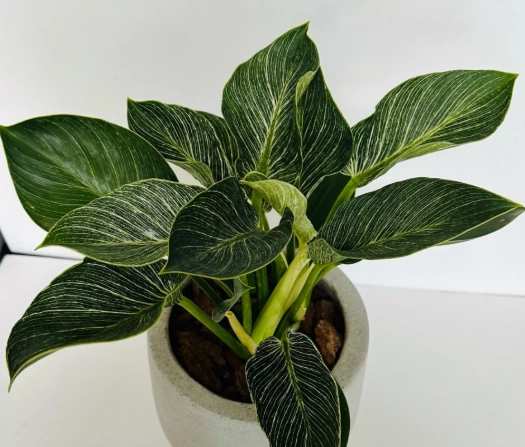 鉑金蔓綠絨照顧 鉑金蔓綠絨照顧