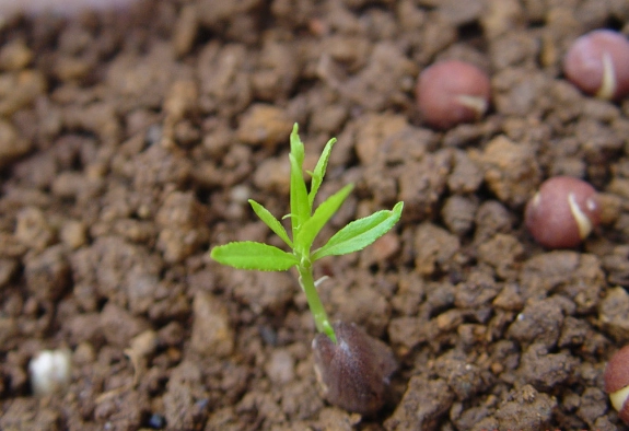 番茄種子發芽技巧