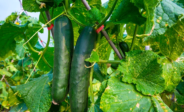 大胡瓜栽培時機 大胡瓜栽培時機