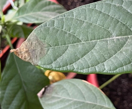 葉尖焦枯原因 葉尖焦枯原因