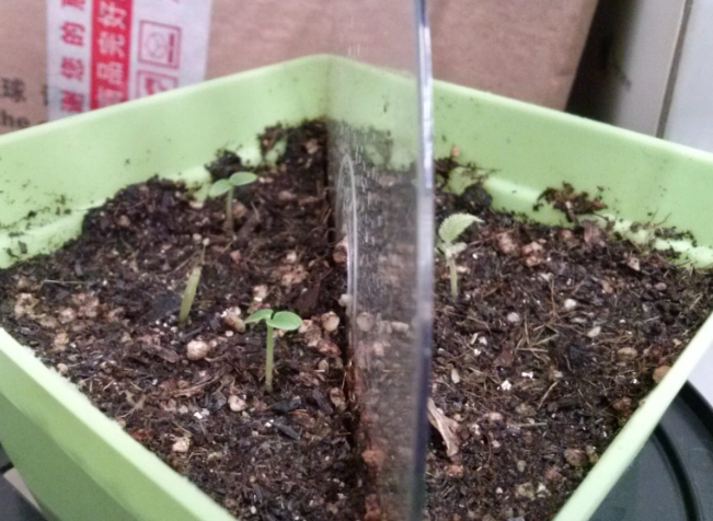 番茄種子發芽技巧