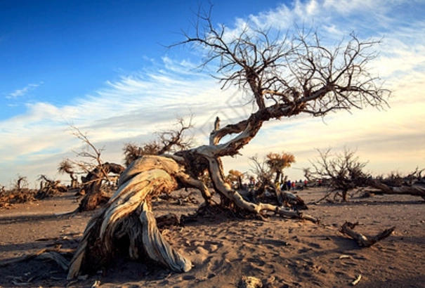 植物枯萎原因 植物枯萎原因