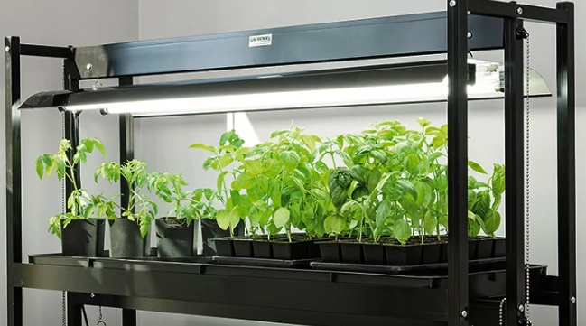 植物燈照人安全嗎