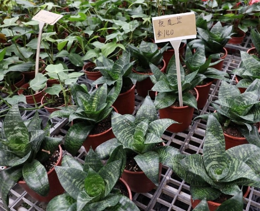 觀葉植物照顧 觀葉植物照顧