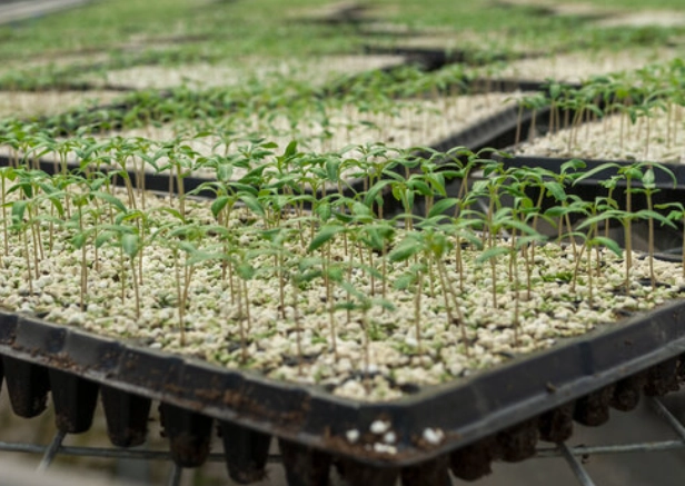 陽台種番茄 陽台種番茄