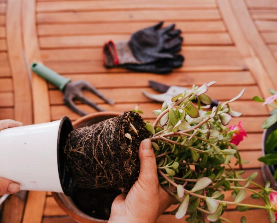 換盆後植物枯萎 換盆後植物枯萎