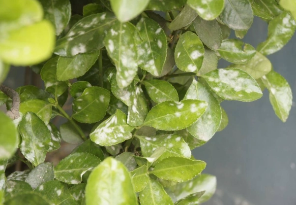 植物白粉病治療 植物白粉病治療