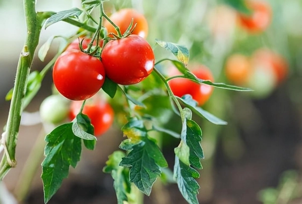 番茄修剪技巧