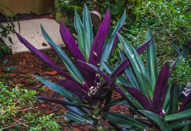 紫背萬年青使用方法 紫背萬年青使用方法