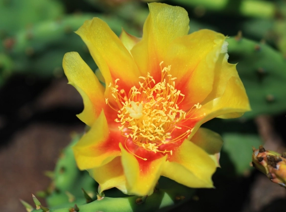 仙人掌開花技巧 仙人掌開花技巧