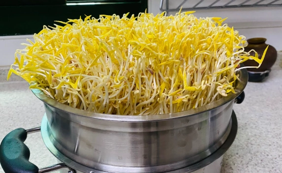 陽台種菜 陽台種菜