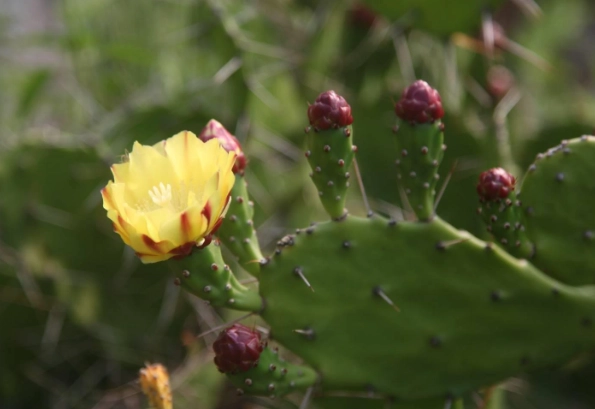 仙人掌死亡跡象