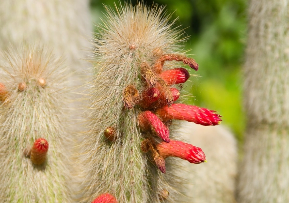 多肉植物入門 多肉植物入門