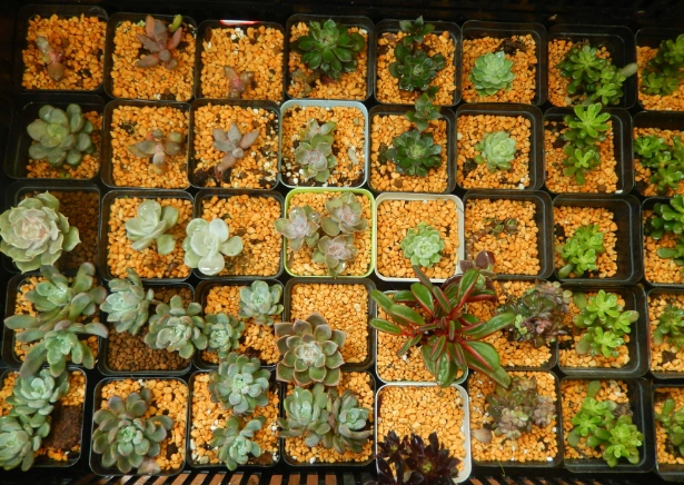 赤玉土使用方法 赤玉土使用方法