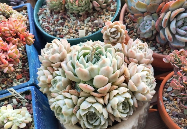 多肉植物栽培介质