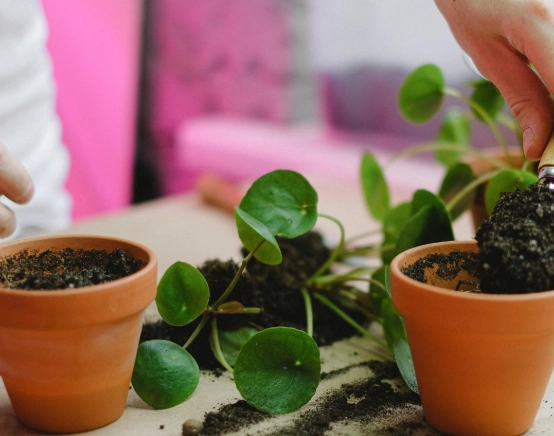 植物換盆後照顧 植物換盆後照顧