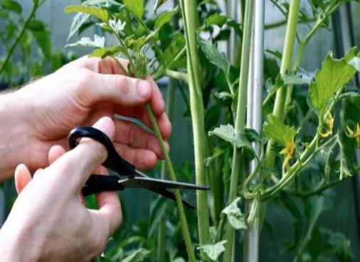 番茄修剪技巧